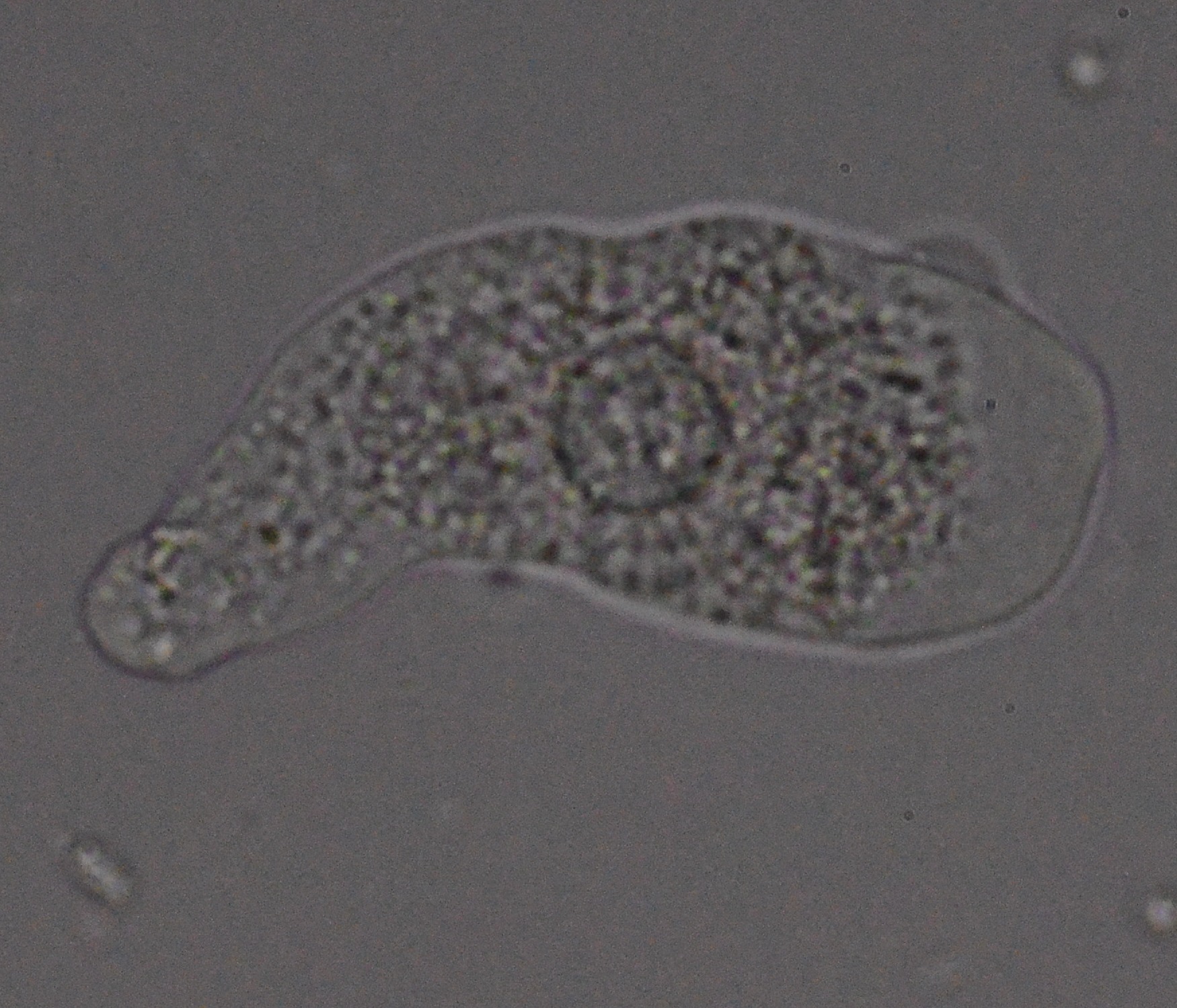 amoeba microscope slide
